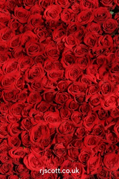 Valentines Day MM Romance RJ Scott USA Today Bestselling Author